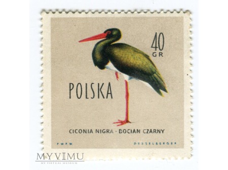 1960 bocian czarny ptak ciconia nigra Polska