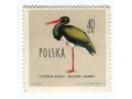 1960 bocian czarny ptak ciconia nigra Polska