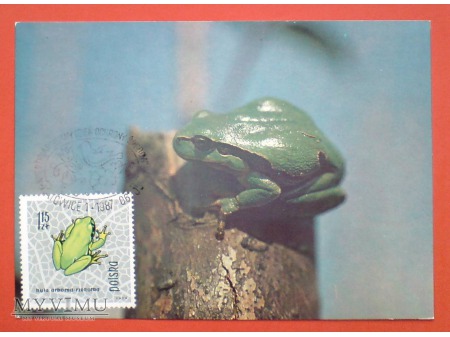 Duże zdjęcie 1987 żaba rzekotka drzewna karta Maximum Maksimum