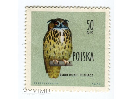 1960 puchacz czarny ptak BUBO BUBO Polska
