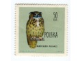 1960 puchacz czarny ptak BUBO BUBO Polska
