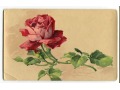 1906 Catharina C. Klein kwiaty róże roses