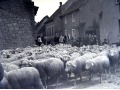 Owieczki