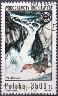 White-throated Dipper Mickiewicz Waterfal