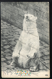 Paryż - Zoo - Niedźwiedź polarny - I ćw. XX w.