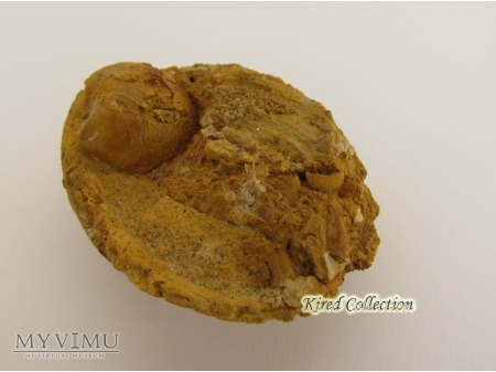 Uicardium varicosum (Sowerby), Plagiostoma tennui