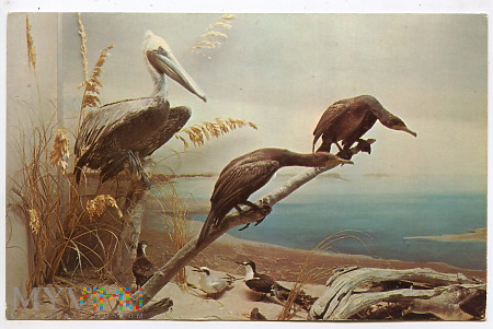 Pelikany - 1975