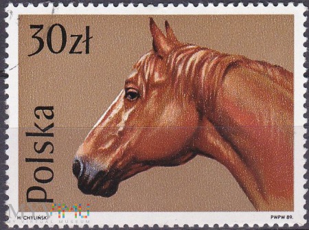 Duże zdjęcie Wielkopolski Horse (Equus ferus caballus)