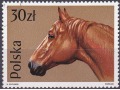 Wielkopolski Horse (Equus ferus caballus)