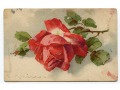 Catharina C. Klein róże kwiaty Roses Flowers