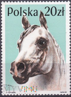 Arabian Horse (Equus ferus caballus)