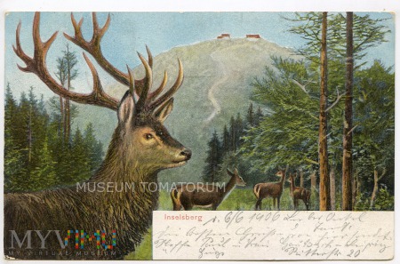 Jeleń i łanie na tle góry Insersberg - 1906