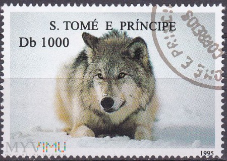 Duże zdjęcie Wolf (Canis lupus)