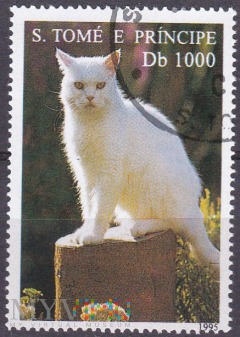 White Shorthair (Felis silvestris catus)