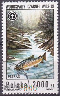 River Trout (Salmo trutta fario), Black Waterfall