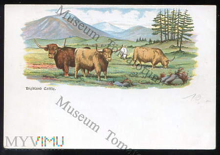 Highland cattle - I ćw. XX w.