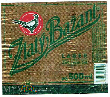 zlatý bažant lager