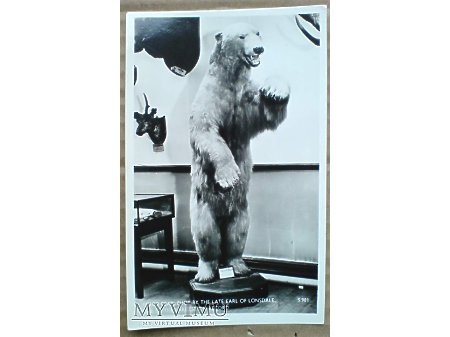 Duże zdjęcie wielki Niedźwiedź polarny - zastrzelony i wypchany