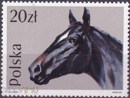 Duże zdjęcie English Thoroughbred (Equus ferus caballus)