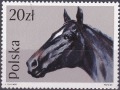 English Thoroughbred (Equus ferus caballus)