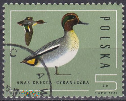 Cyraneczka - Anas Crecca