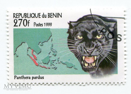 Koty dzikie Benin 1999 zestaw znaczki