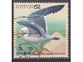 Black-tailed Gull (Larus crassirostris)