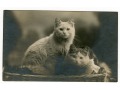 Były sobie kotki dwa...pocztówka z Francji